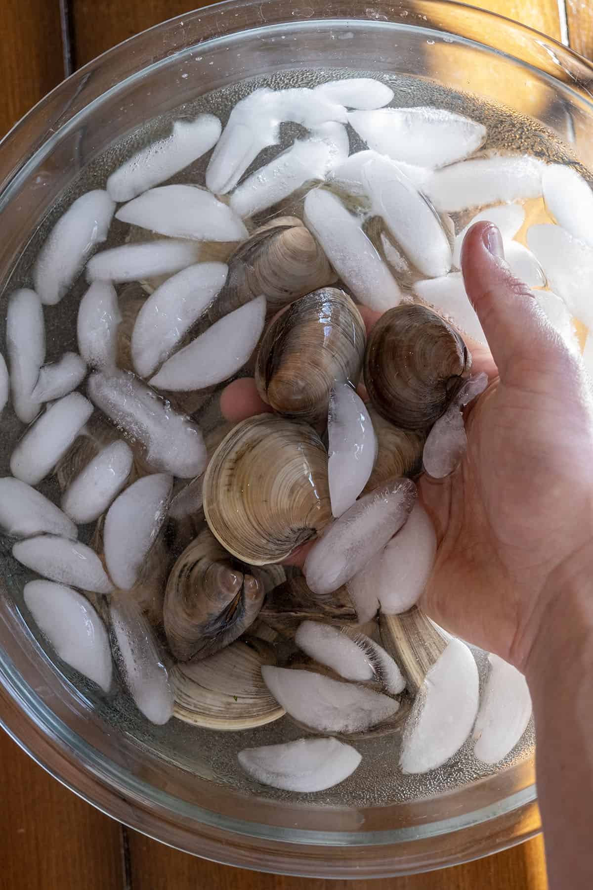 purging clams