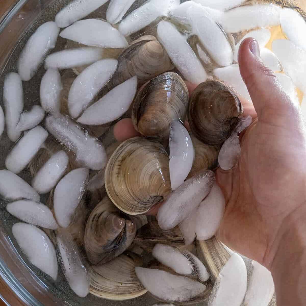 Purging clams in an ice water bath.