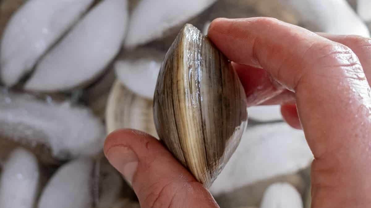 closed clam